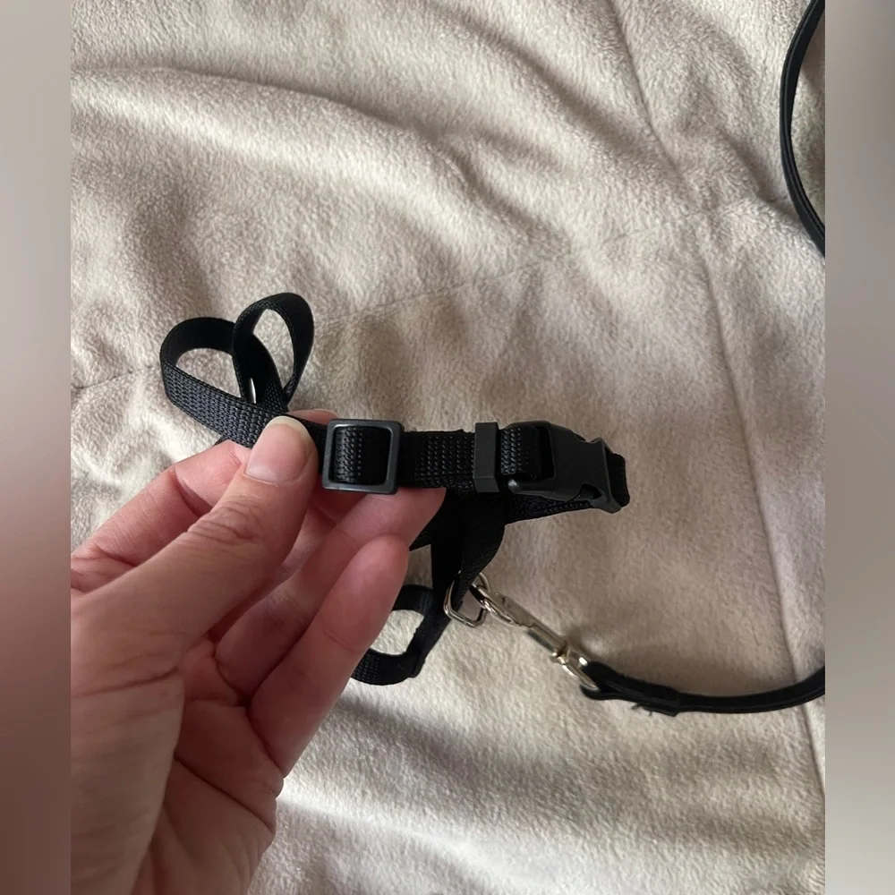 Kitten Harnesses(2) and Leash